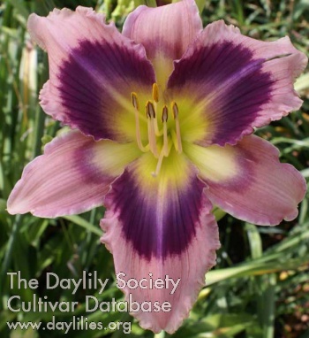 Royal Lavender Star AHS image