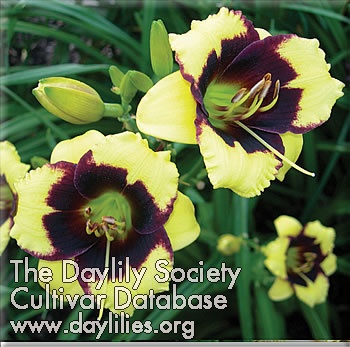 Frank's Black Eyed Susan AHS image