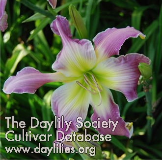 Lilac Flutter AHS image
