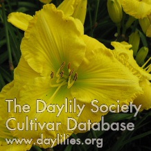 Hello Yellow AHS image