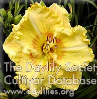 Daffodil Pancake