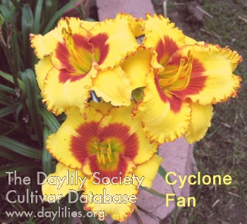 Cyclone Fan