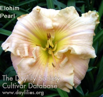 Elohim Pearl AHS image