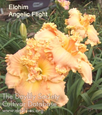 Elohim Angelic Flight AHS image