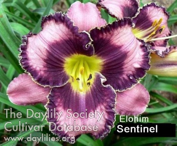 Elohim Sentinel AHS image