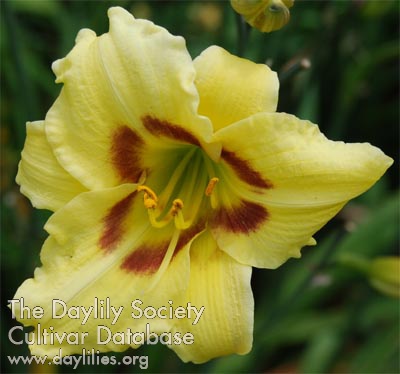 Bee Bopper AHS image
