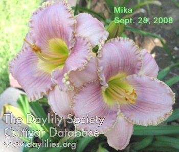 Mika AHS image