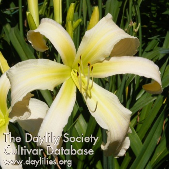 Isabelle Rose AHS image