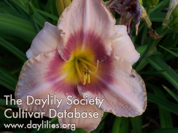 Betsie River Donna Fay AHS image