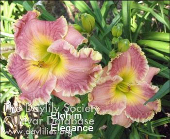 Elohim Elegance AHS image