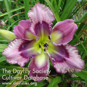 Forty-Two Dollar Date AHS image