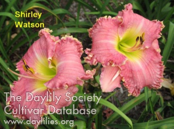 Shirley Watson AHS image