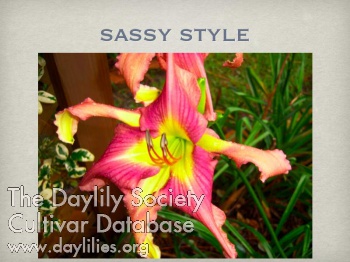 Sassy Style