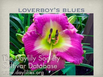 Loverboy's Blues