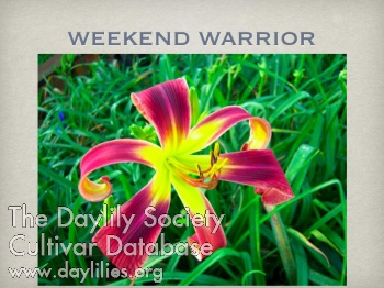 Weekend Warrior