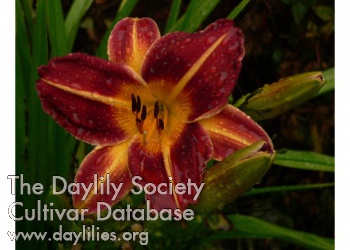 Goldner's Gift AHS image