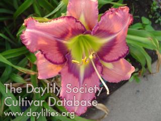 Doc McCalla AHS image