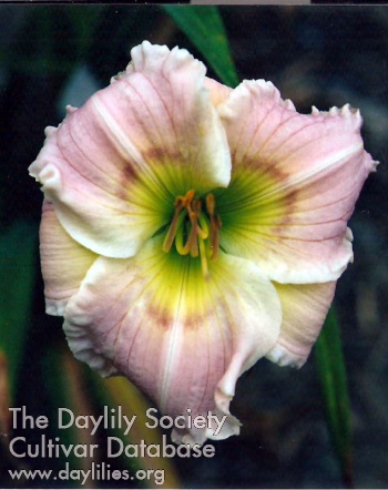 Nature's Bride's Blush AHS image