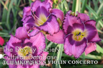 Tchaikovsky's Violin Concerto AHS image