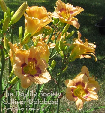 Robyn Brook AHS image