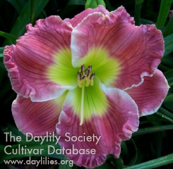 Dip Darling AHS image