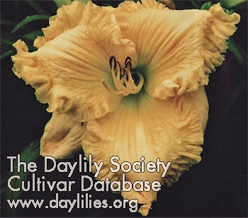 Virginia Davis AHS image
