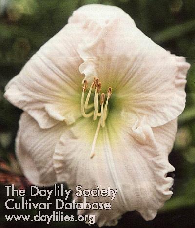 Spring Blush AHS image