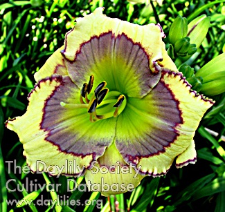 Larkspur Blues AHS image
