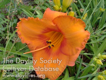 Sellstation Orange Crush AHS image