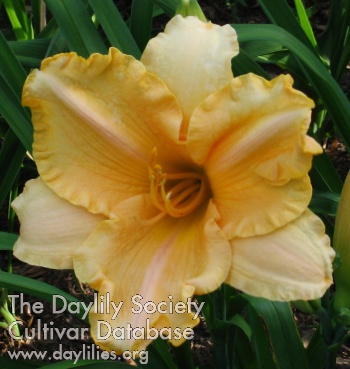 Apricot Silk