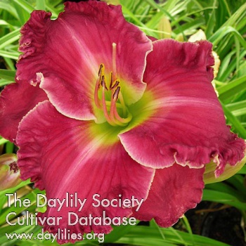 The Deborah Rubin AHS image