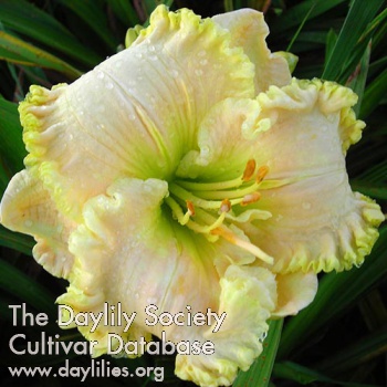 Divine Companion AHS image