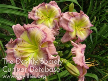 Spring Mystique AHS image