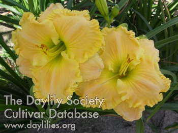 New Zealand Yellow AHS image