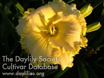 Yellow Brocade AHS image