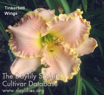 Tinkerbell Wings AHS image
