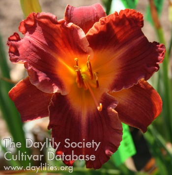 Earth Flame AHS image