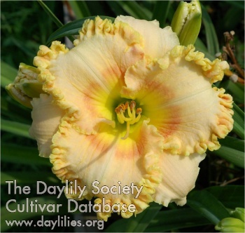 Devonshire Dreamer AHS image