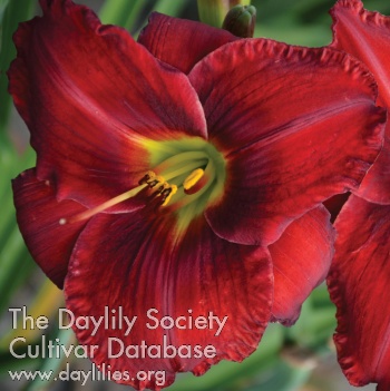Roy's Red AHS image