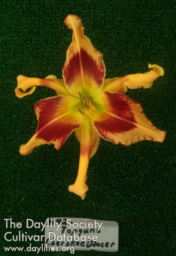 Topguns Cherokee Dancer AHS image
