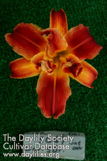 Topguns Glowing Embers AHS image