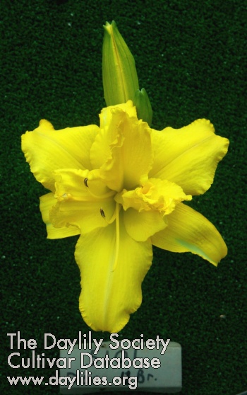 Topguns Citrine Dream AHS image