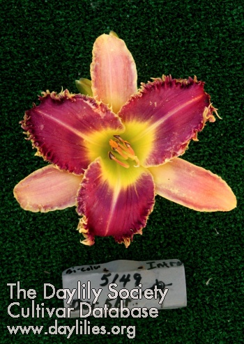 Topguns Cactus Jack AHS image
