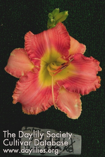 Topguns Pawnee Princess AHS image