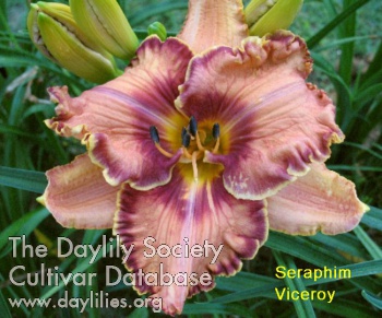 Seraphim Viceroy AHS image