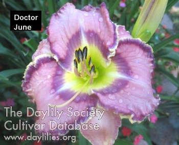 Doctor June AHS image