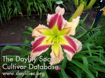 Dosey Doe AHS image