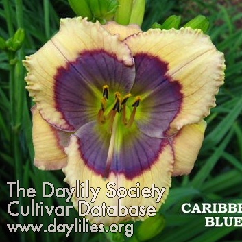 Caribbean Blue AHS image