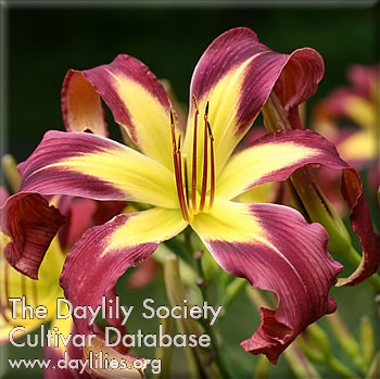 Jelly Dancer AHS image