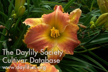 Tangerine Tuesday AHS image